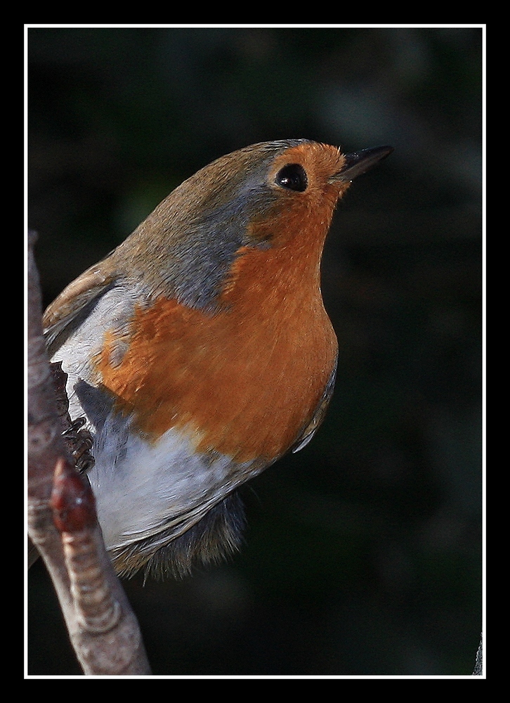 " Mon pote le rouge-gorge "