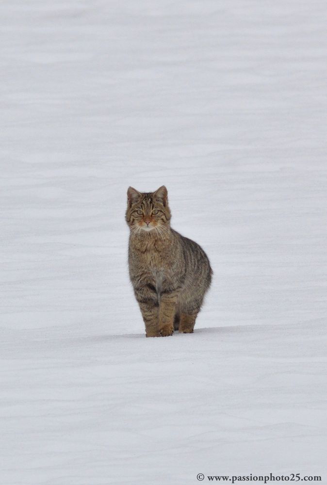 Mon premier Chat sauvage : oeil pour oeil