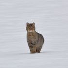 Mon premier Chat sauvage : oeil pour oeil