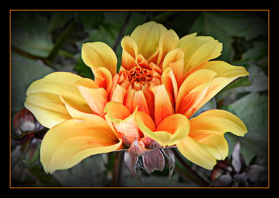 mon premier dahlia