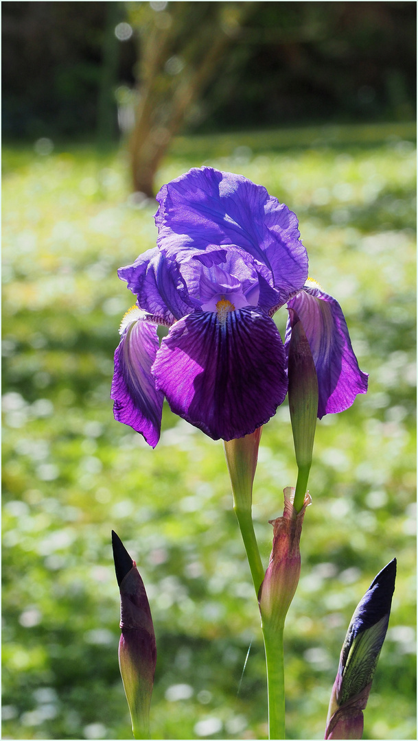 Mon premier iris du jardin cette année