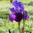 Mon premier iris du jardin cette année