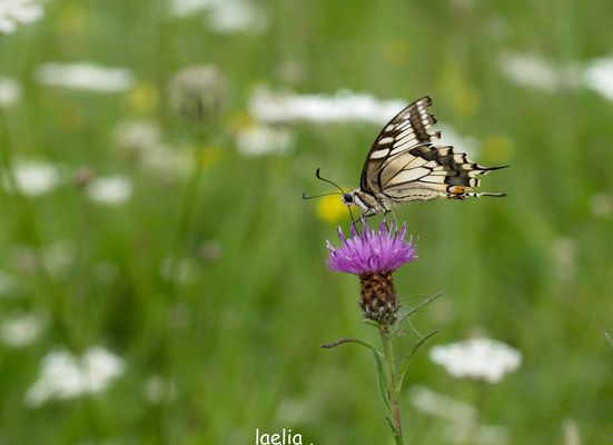 mon premier MACHAON il se fond rare desolee de l absence merci a tous 