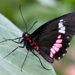 mon premier papillon (Parides iphidamas)