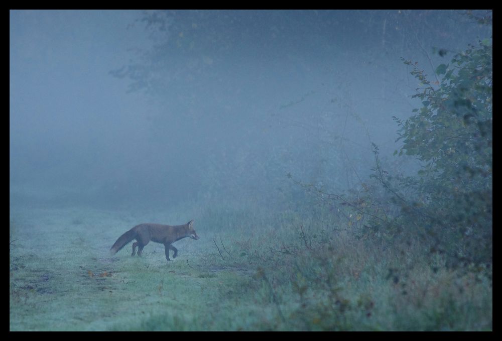 Mon premier renard.Hommage à Henrido.