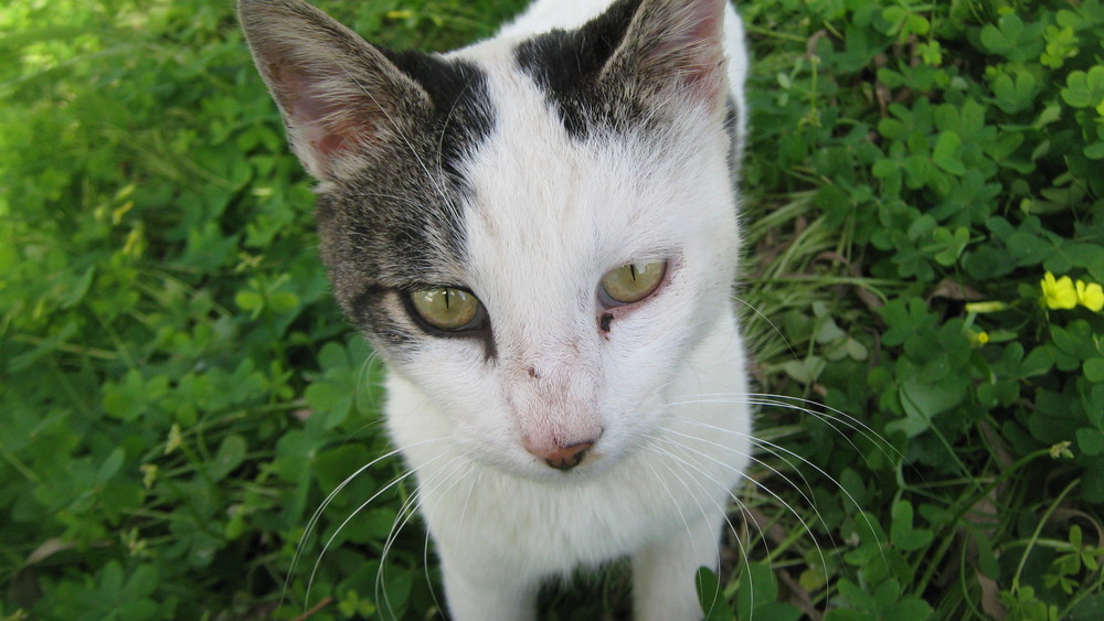 Mon ptit chat bléssé !