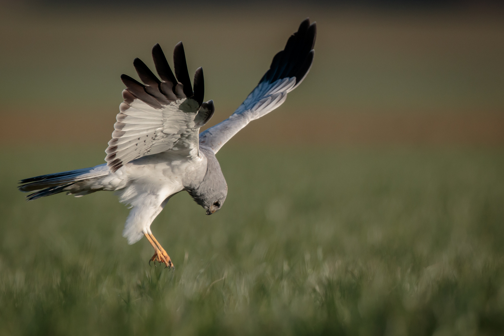 Mon rapace,