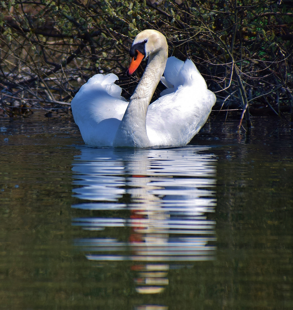 Mon reflet et moi .........