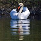 Mon reflet et moi .........