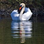 Mon reflet et moi .........