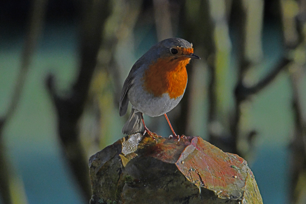 Mon rouge-gorge