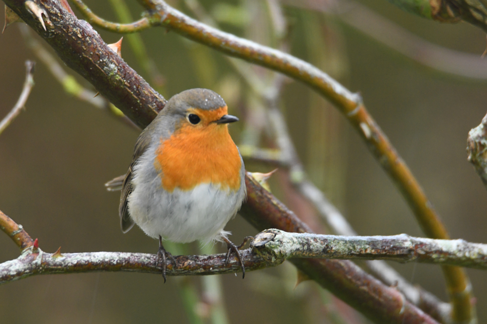 Mon rouge-gorge photo et image | animaux, animaux sauvages ...