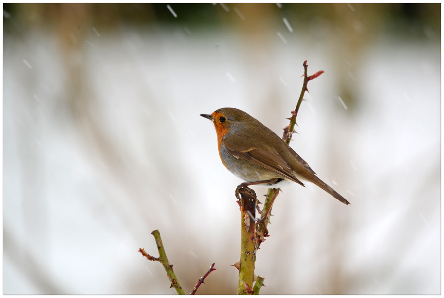Mon Rouge Gorge Sous La Neige Photo Et Image Animaux Animaux Sauvages Oiseaux Images Fotocommunity