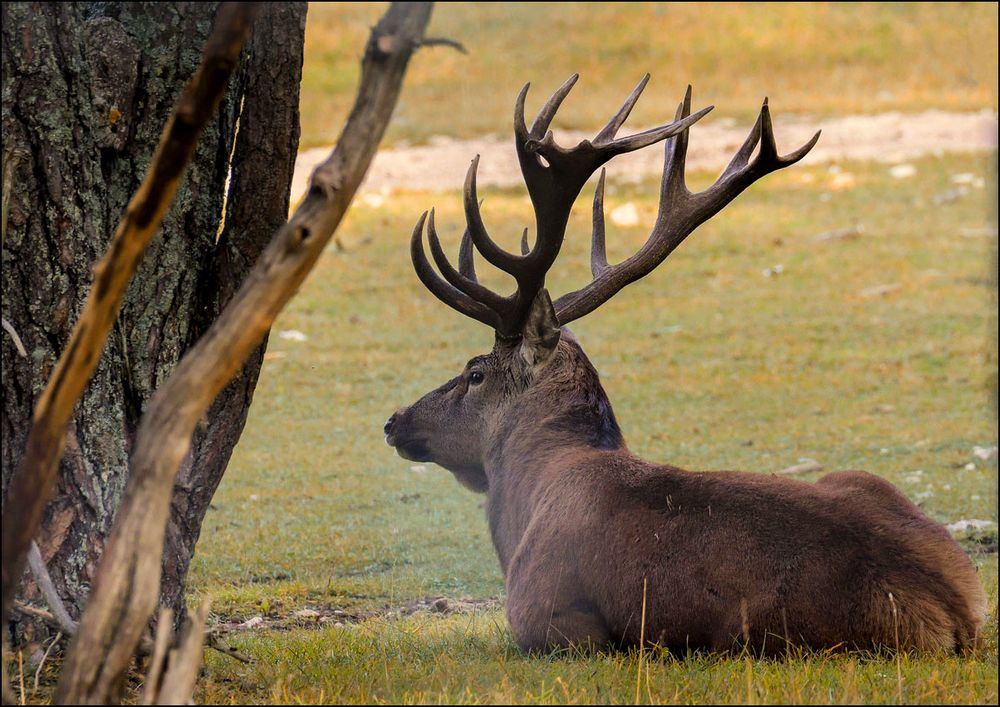 Mon seul et unique cerf au repos !!