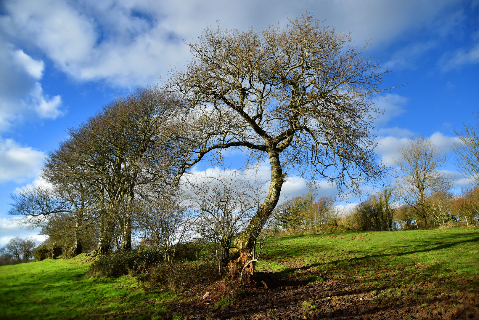 Mon vieil arbre au milieu