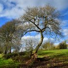 Mon vieil arbre au milieu