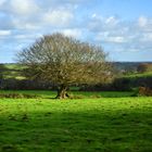 Mon vieil arbre au milieu