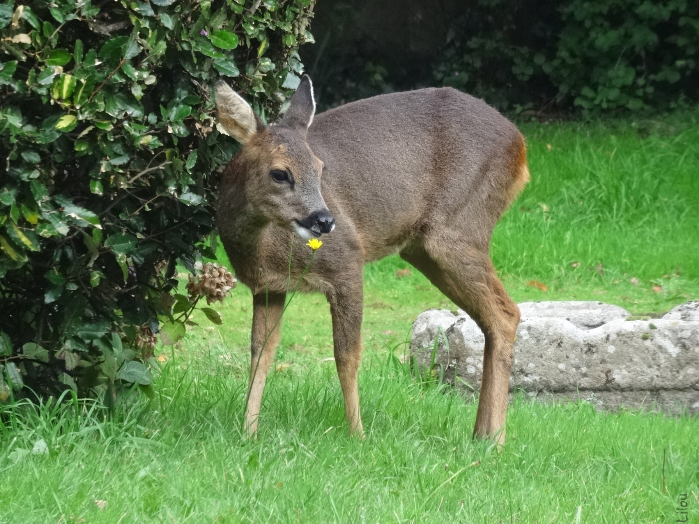 Mon visiteur........