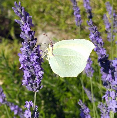 Mon visiteur du jour !