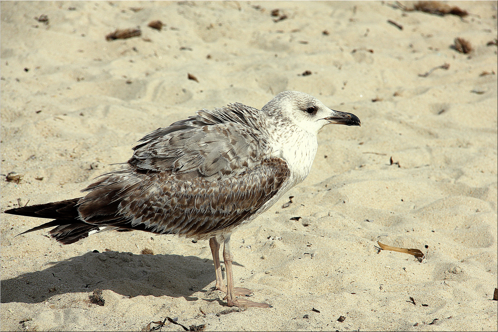 Mon voisin de plage