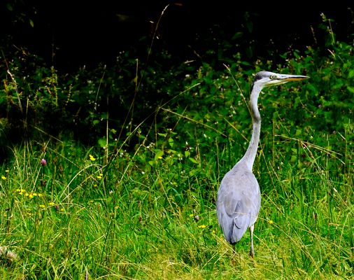 Mon voisin le héron