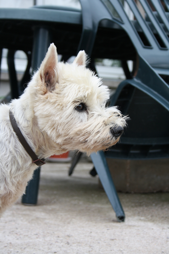 mon westie