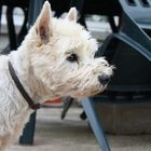 mon westie