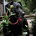 Mona ist von uns gegangen.....