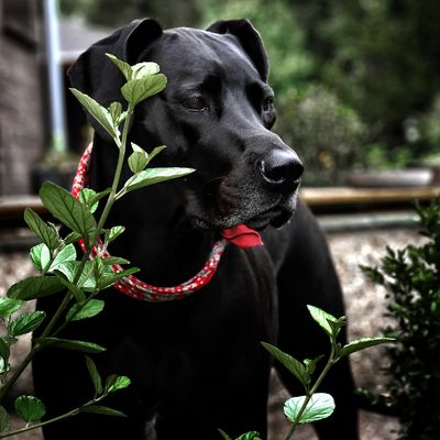 Mona ist von uns gegangen.....