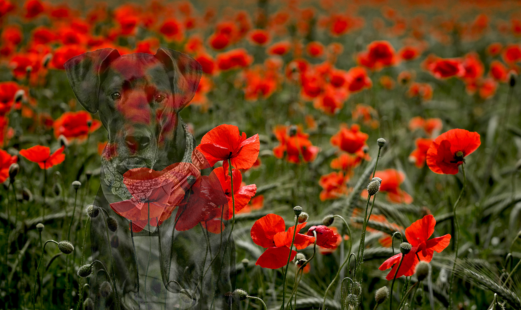 Mona und die Mohnblumen