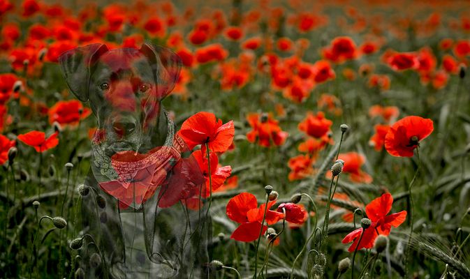 Mona und die Mohnblumen