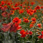 Mona und die Mohnblumen