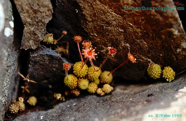 monanthes_polyphyllum-1990hjp