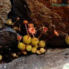 monanthes_polyphyllum-1990hjp