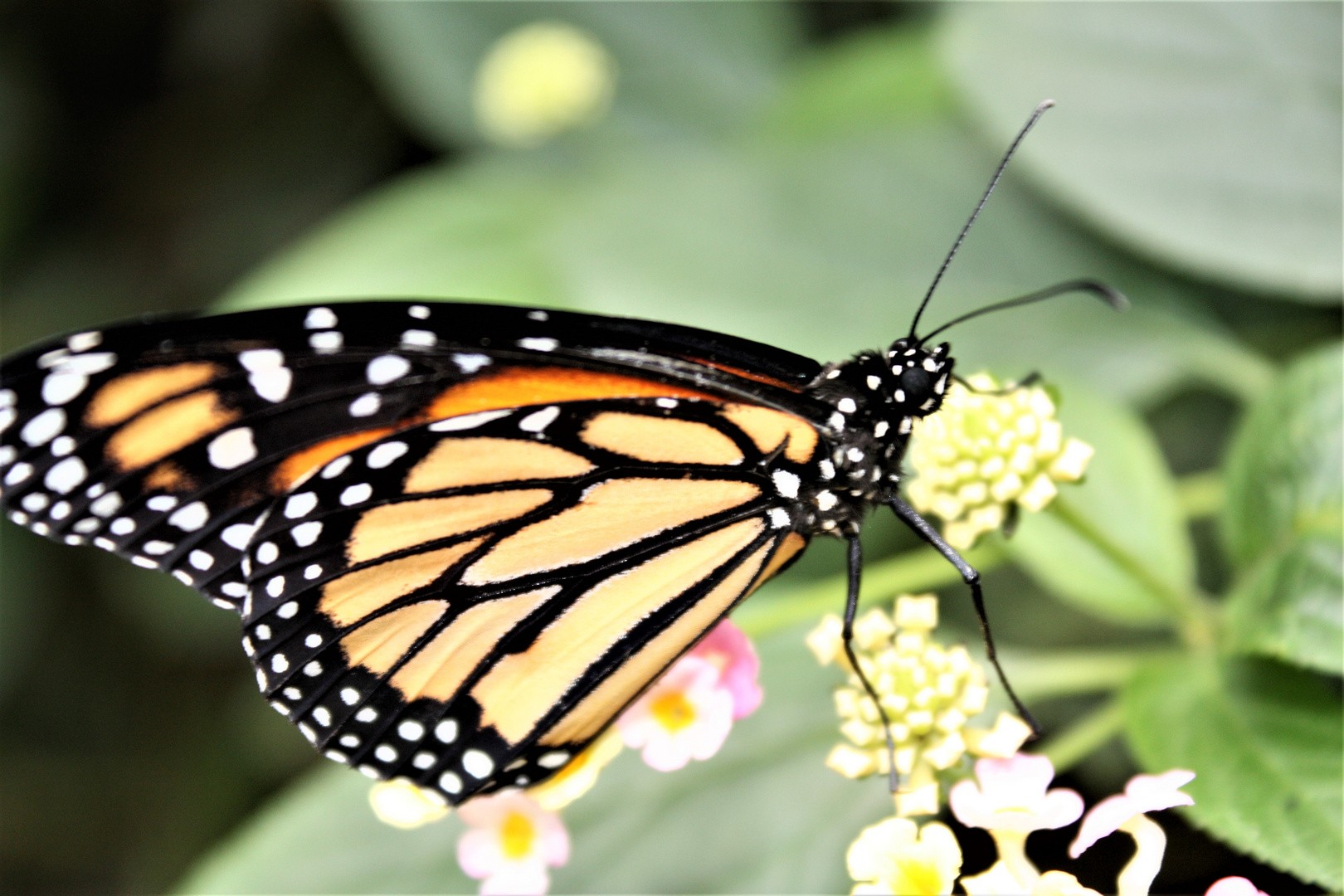 Monarca Foto & Bild tiere, zoo, wildpark & falknerei, insekten
