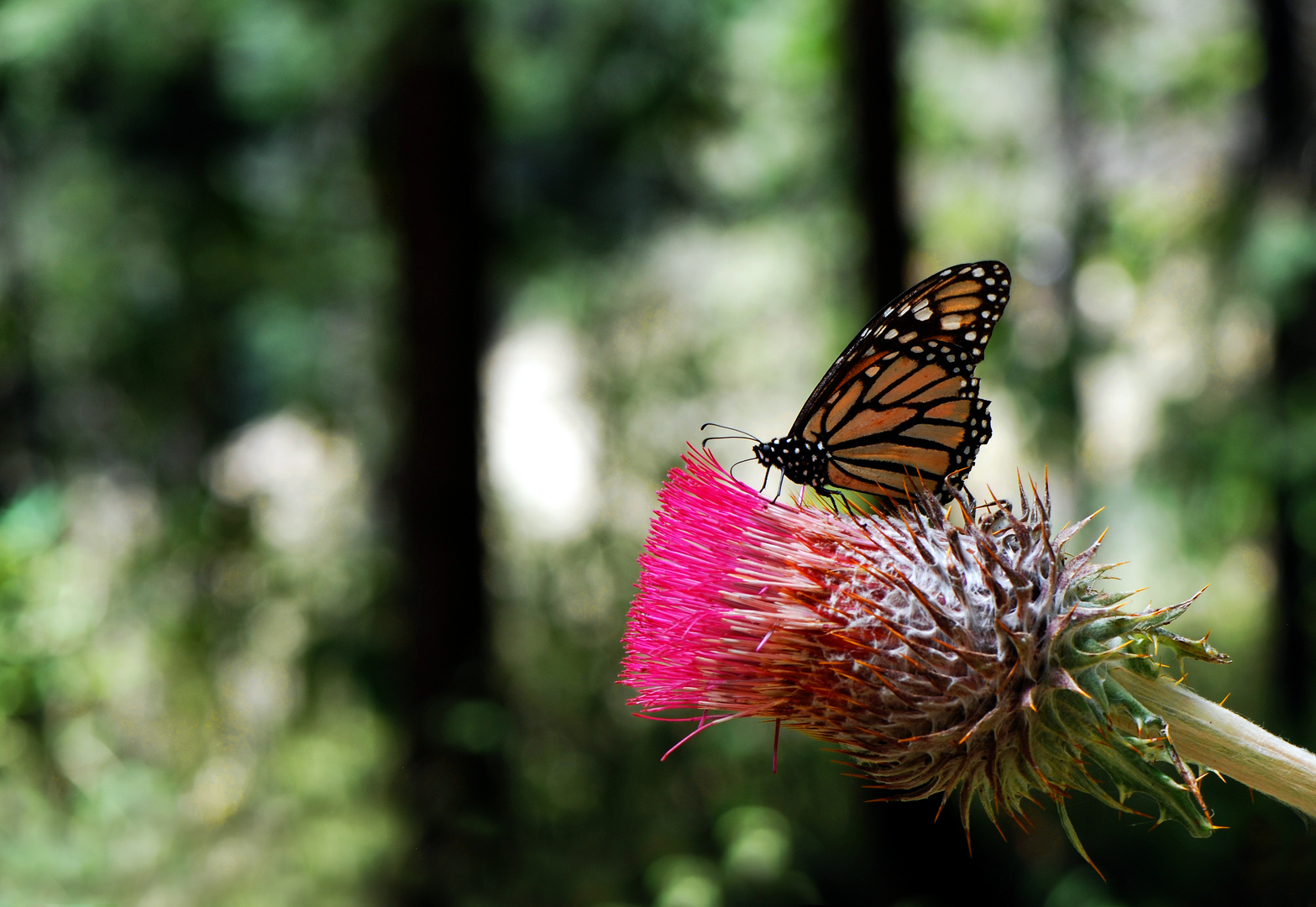 Monarca und Blüte