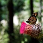 Monarca und Blüte