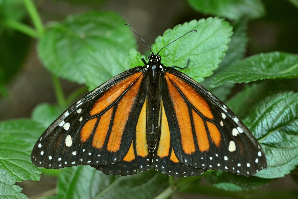 Monarch #2