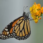 Monarch (2)