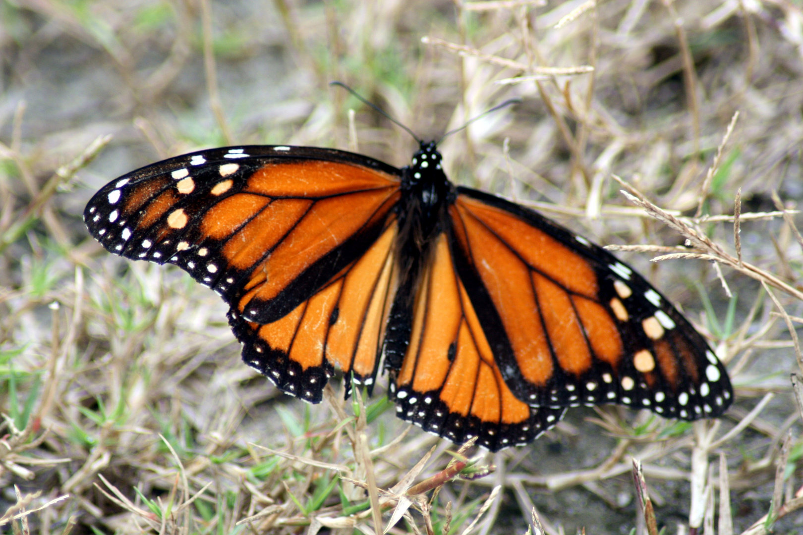 Monarch