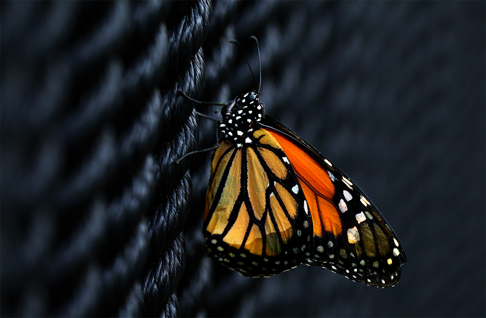 Monarch