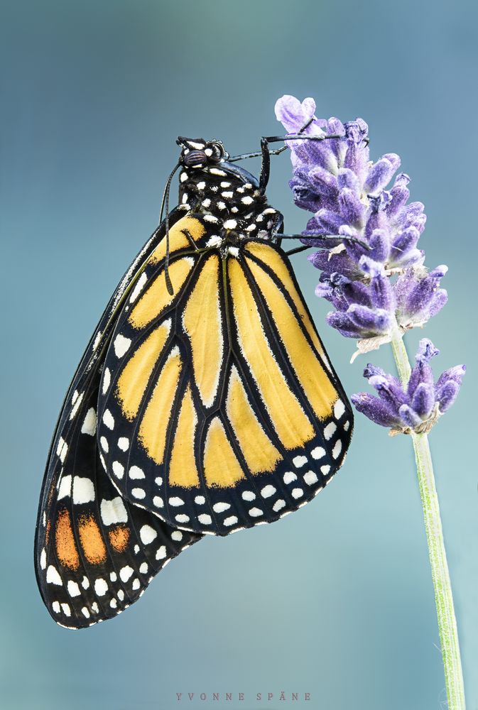 Monarch