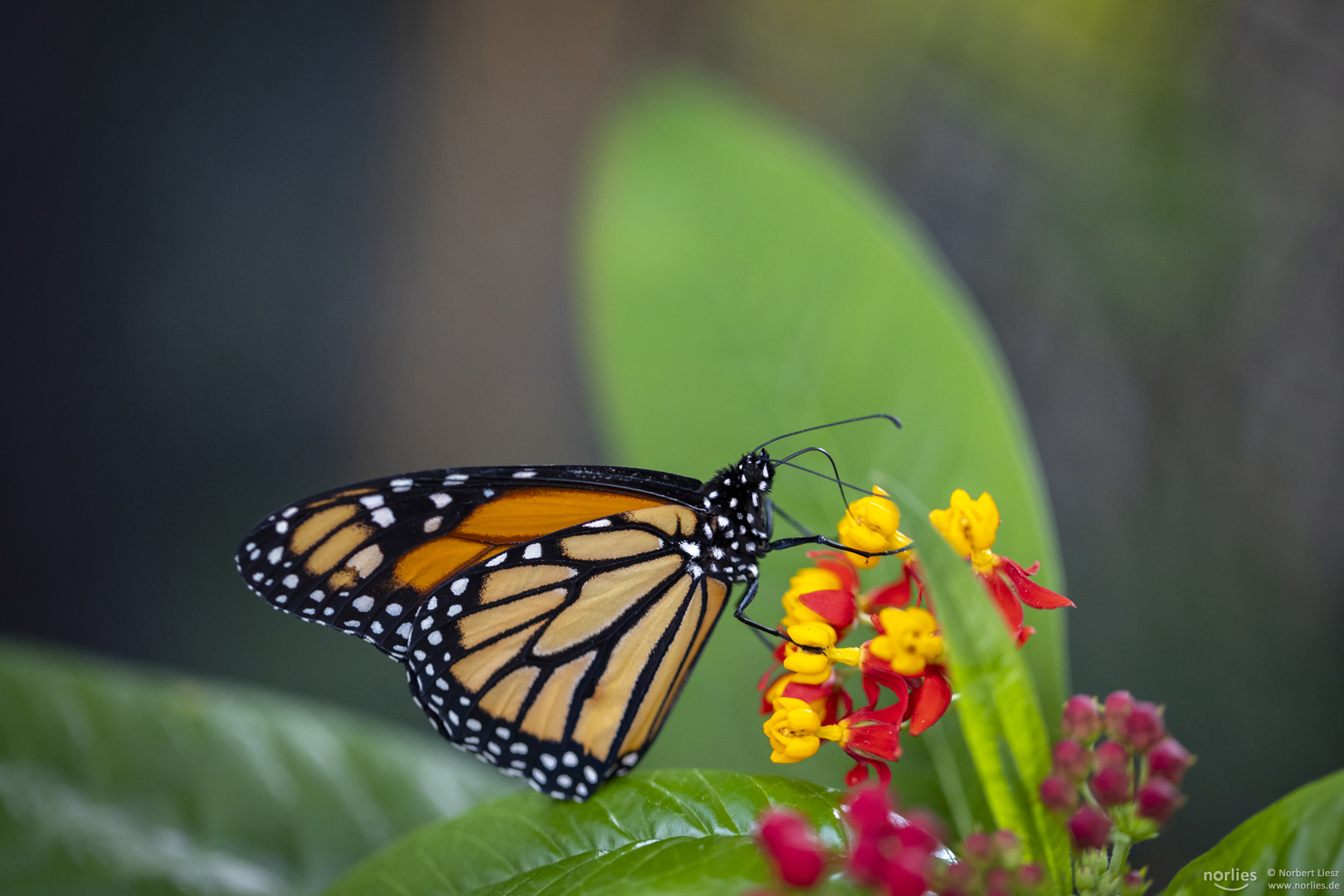 Monarch an Blüte