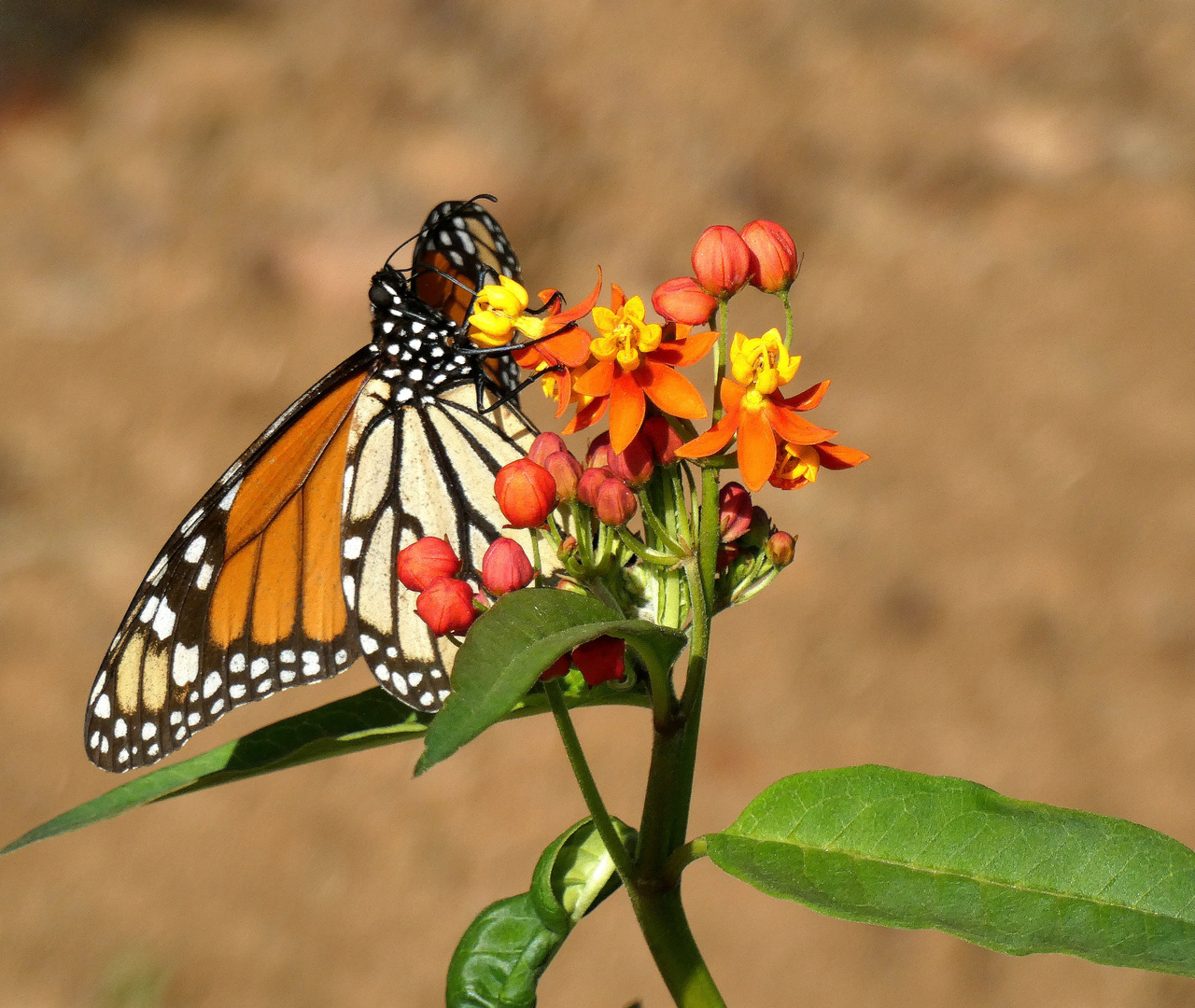 Monarch an einer Blüte 