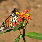 Monarch an einer Blüte 