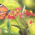 Monarch auf Blüten