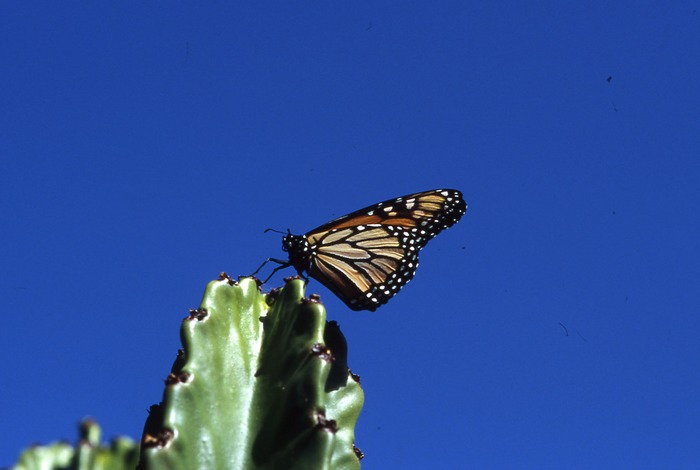 Monarch auf Riesenkaktus