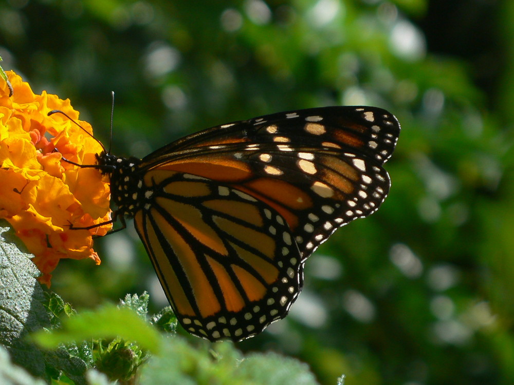 Monarch auf Teneriffa