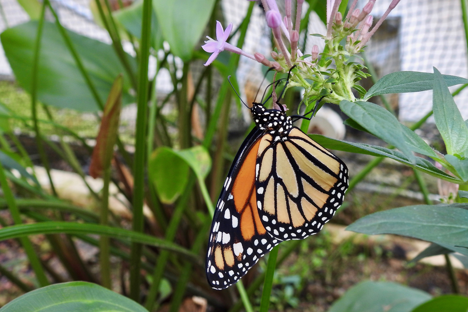 Monarch - Botanischer Garten München