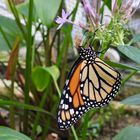 Monarch - Botanischer Garten München